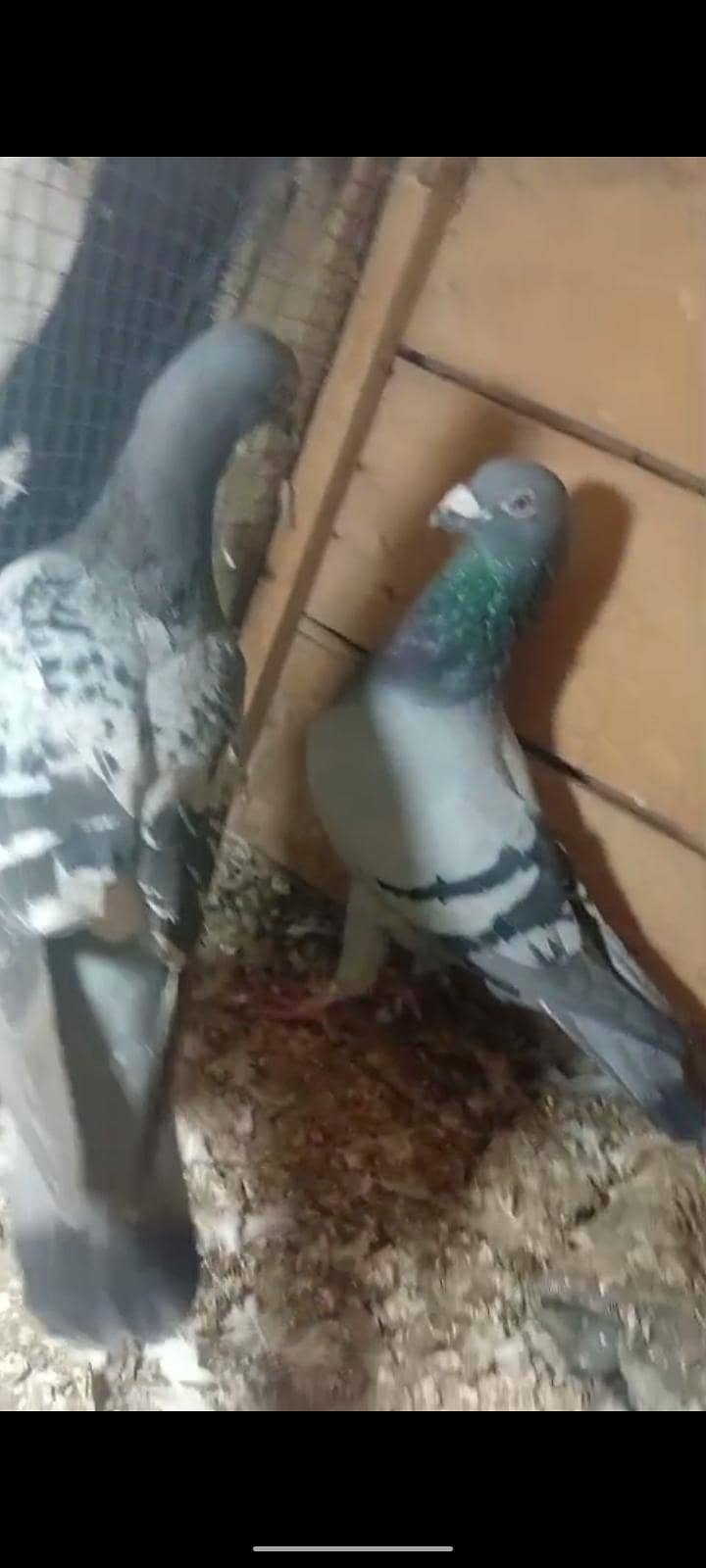 active pigeon 12