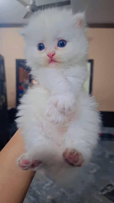 Persian Kitten -- Triple Coated -- Punch Face / Semi Punch Face