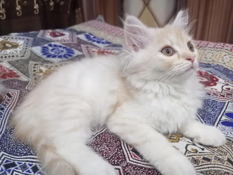 Persian Kitten -- Triple Coated -- Punch Face / Semi Punch Face — photo 2