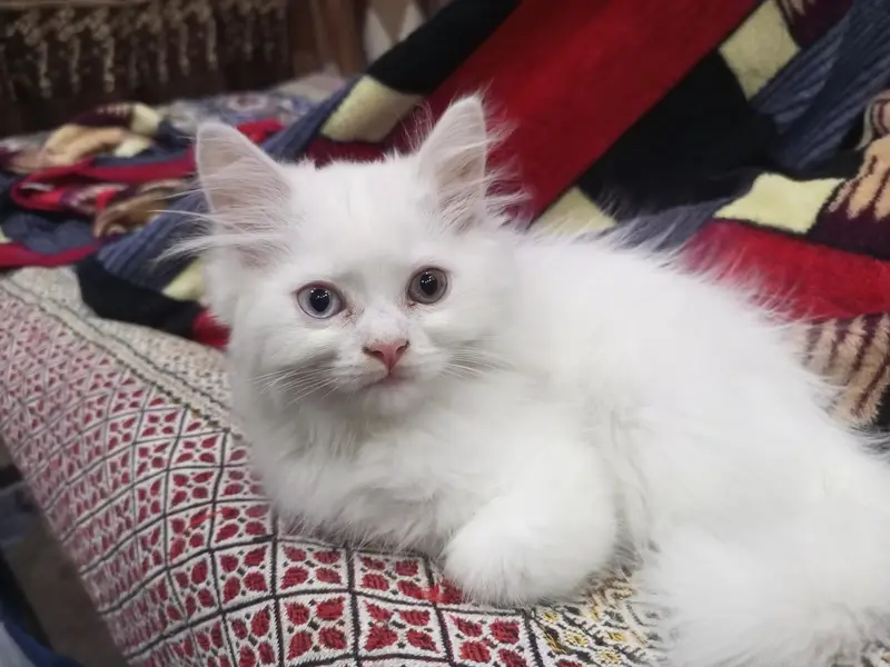 Persian Kitten -- Triple Coated -- Punch Face / Semi Punch Face — photo 3