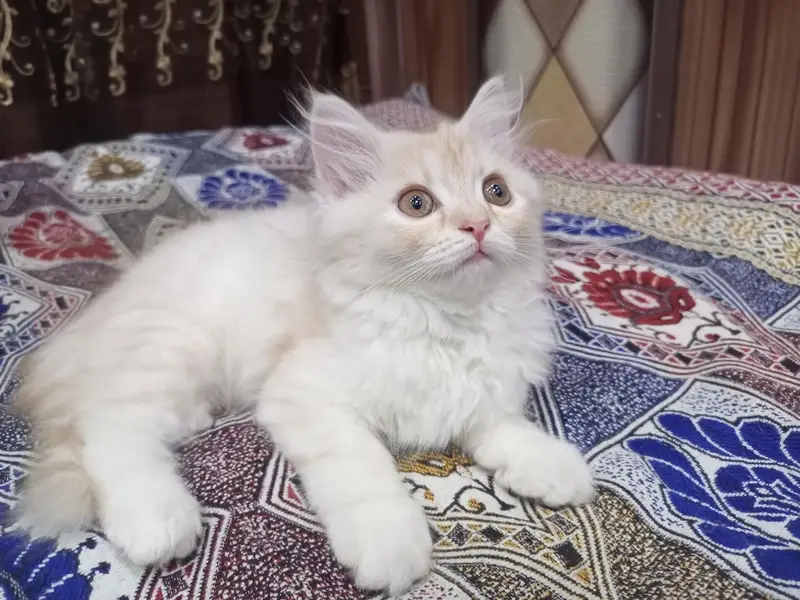 Persian Kitten -- Triple Coated -- Punch Face / Semi Punch Face — photo 4