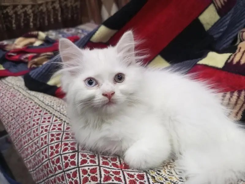 Persian Kitten -- Triple Coated -- Punch Face / Semi Punch Face — photo 5