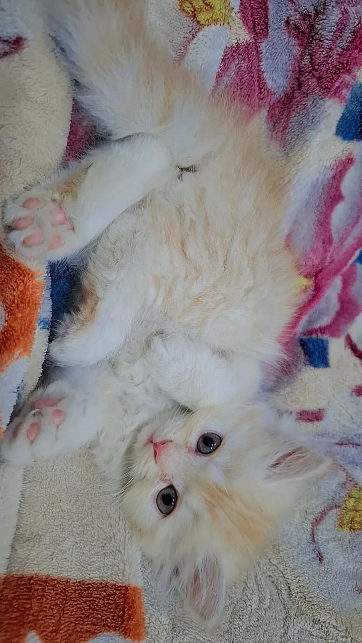 Persian Kitten -- Triple Coated -- Punch Face / Semi Punch Face — photo 6