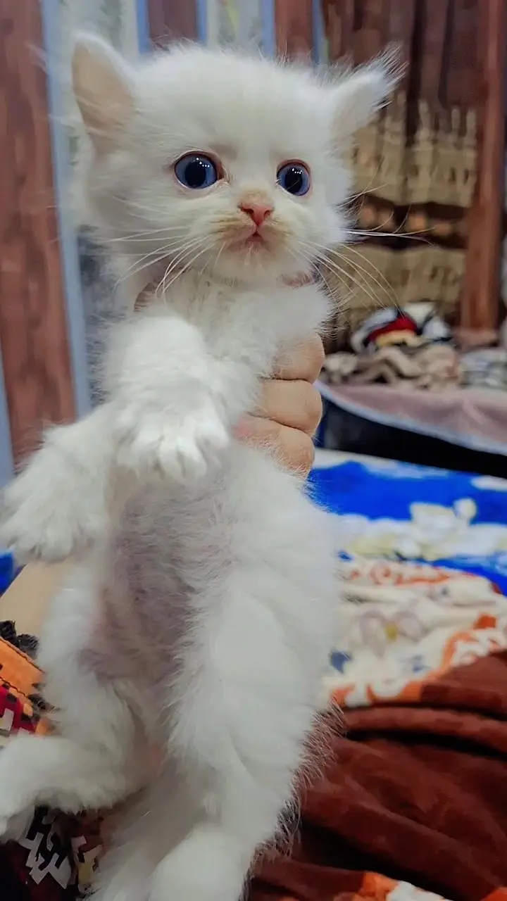 Persian Kitten -- Triple Coated -- Punch Face / Semi Punch Face — photo 7