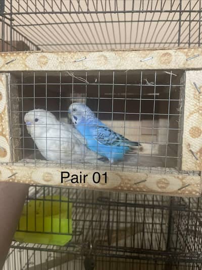 Budgies breeder pairs