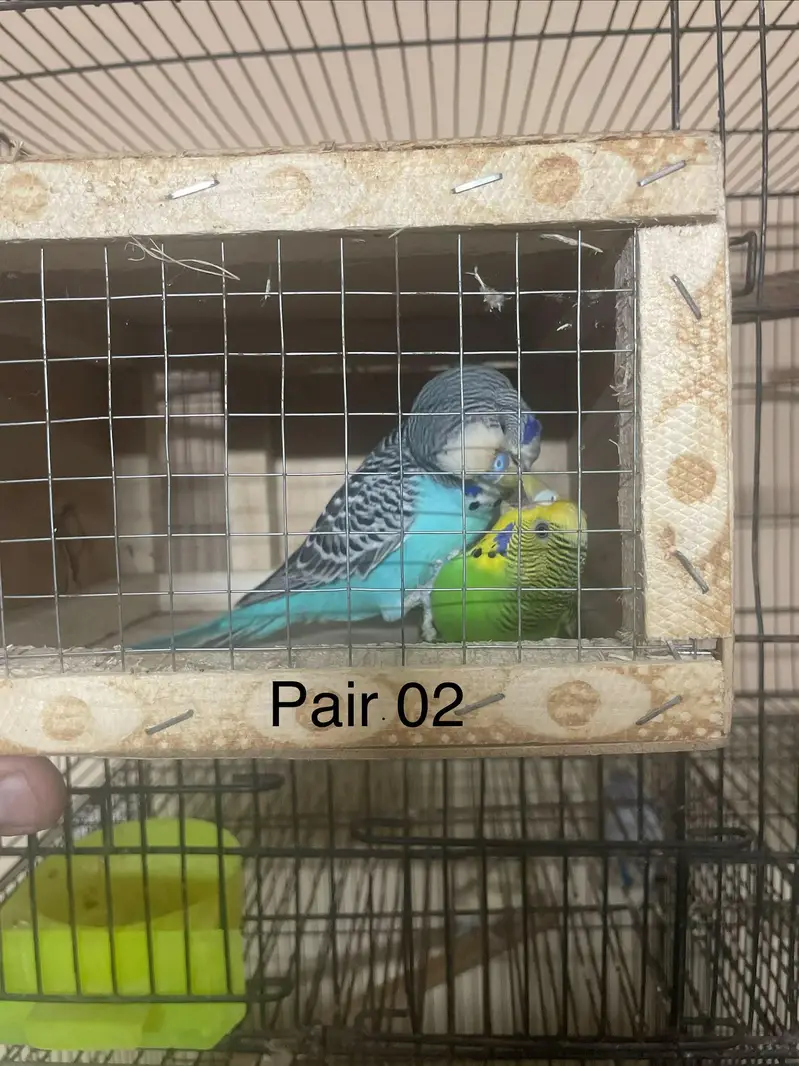 Budgies breeder pairs — photo 2