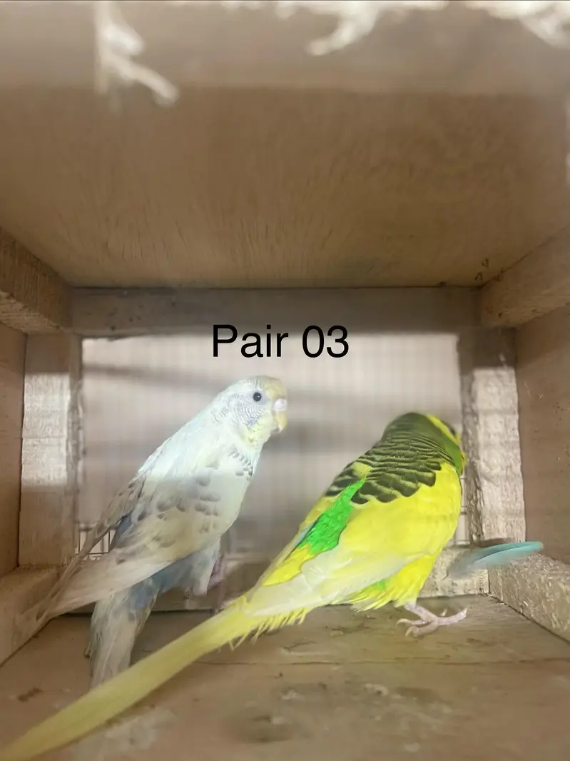Budgies breeder pairs — photo 3