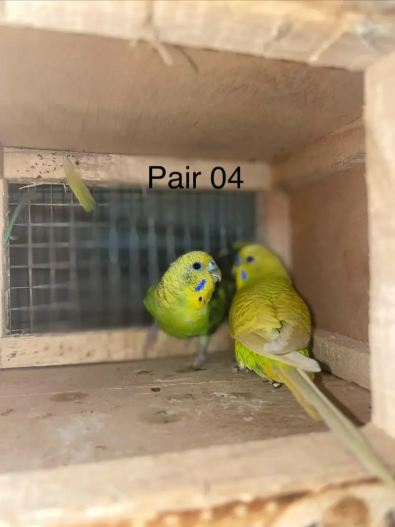 Budgies breeder pairs — photo 4