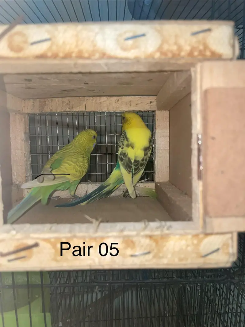 Budgies breeder pairs — photo 5