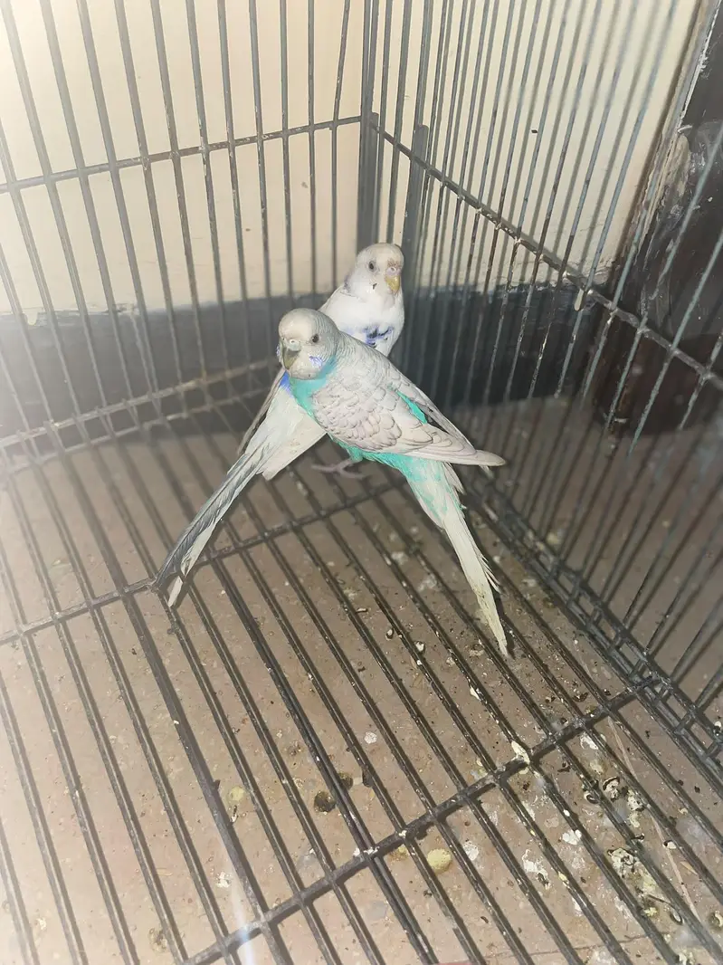 Budgies breeder pairs — photo 6