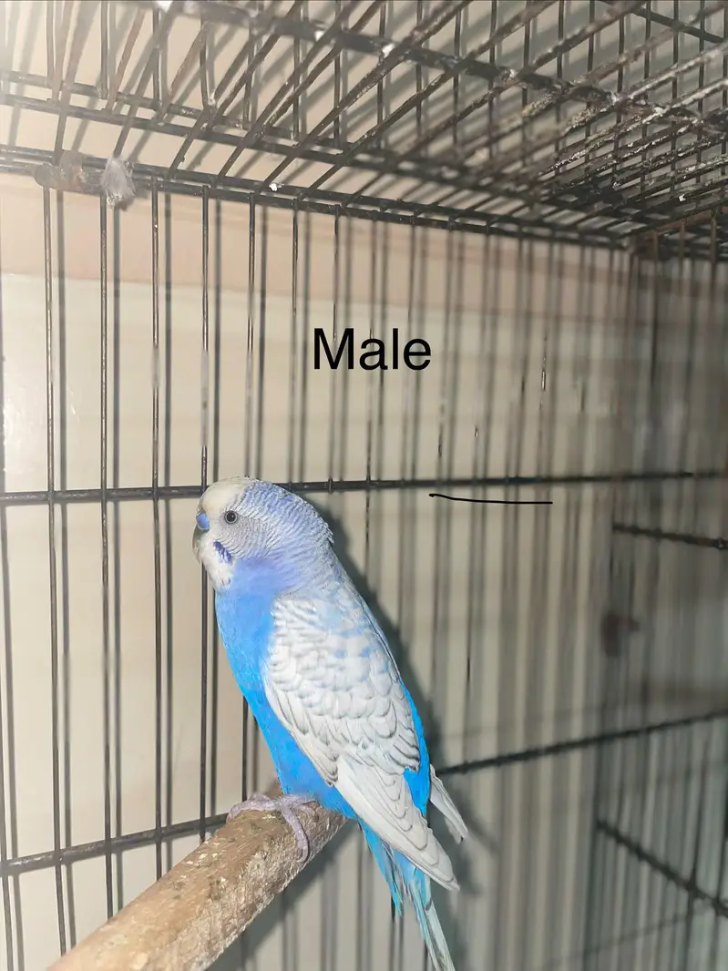 Budgies breeder pairs — photo 7