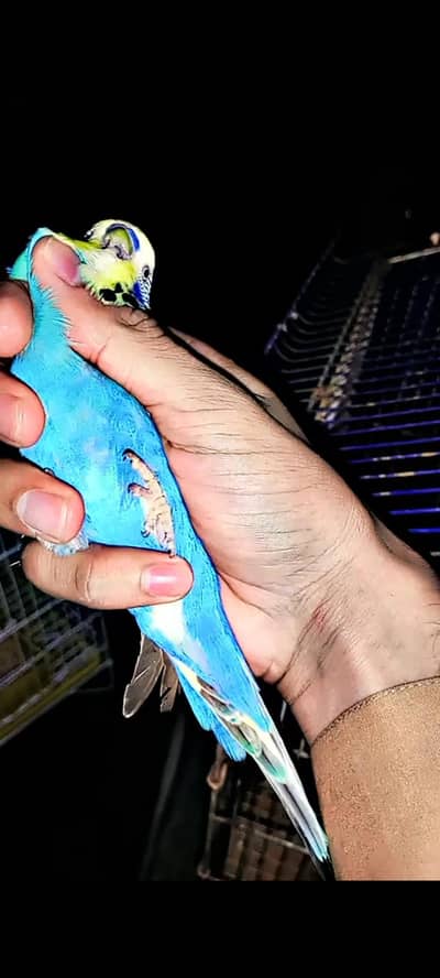 Exhibition male hai for sale change possible female yah hogo