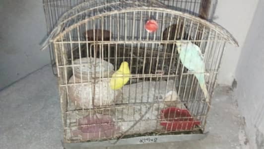 Australian parrot