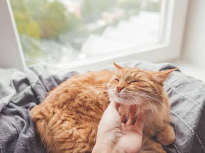 russian cat
