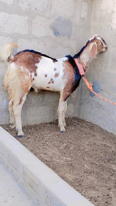 Punjab Faisalabadi Breeder For Sell: 0334-3769578.