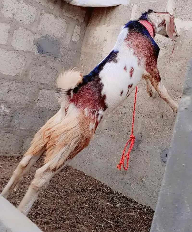 Punjab Faisalabadi Breeder For Sell: 0334-3769578. — photo 2