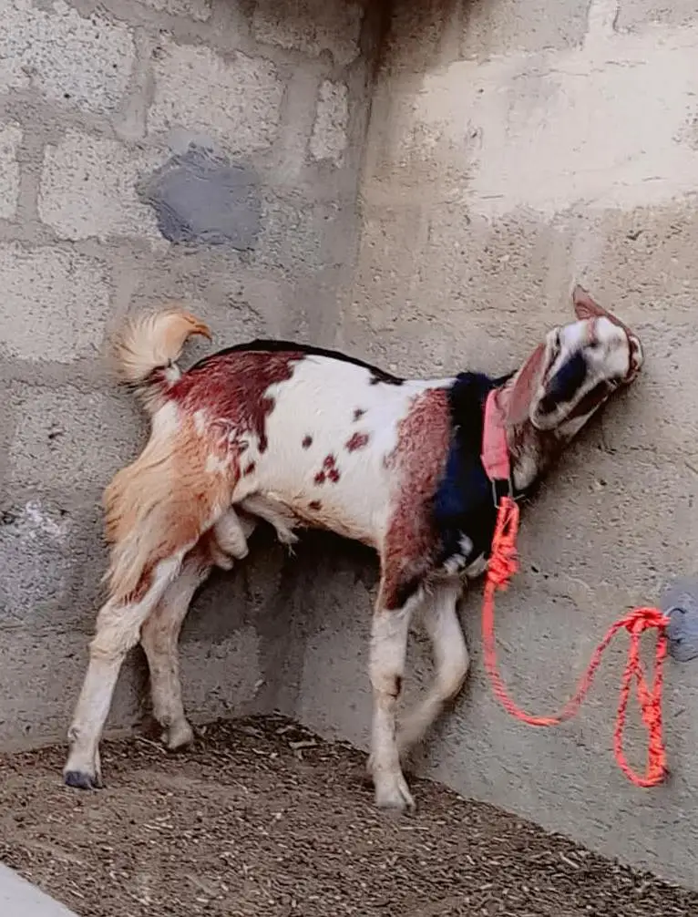 Punjab Faisalabadi Breeder For Sell: 0334-3769578. — photo 3