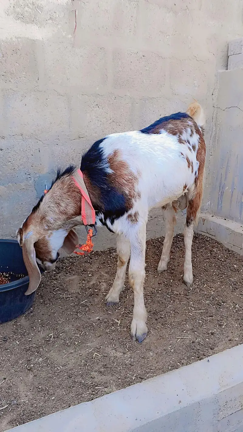 Punjab Faisalabadi Breeder For Sell: 0334-3769578. — photo 4