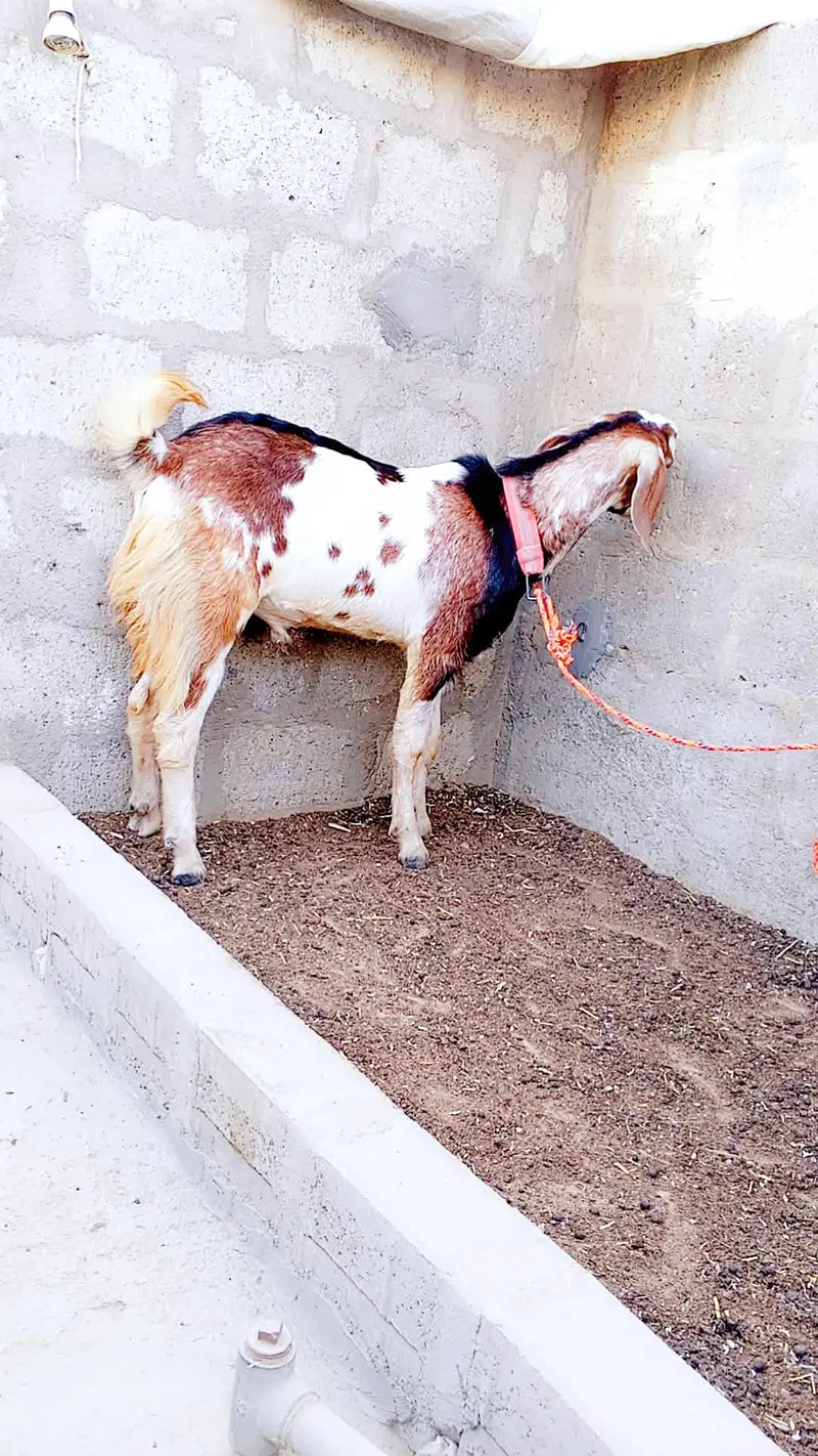 Punjab Faisalabadi Breeder For Sell: 0334-3769578. — photo 5