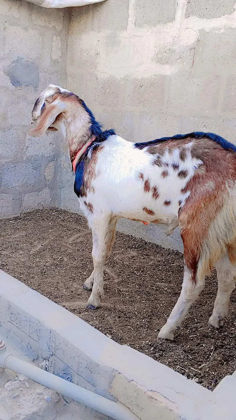 Punjab Faisalabadi Breeder For Sell: 0334-3769578. — photo 6