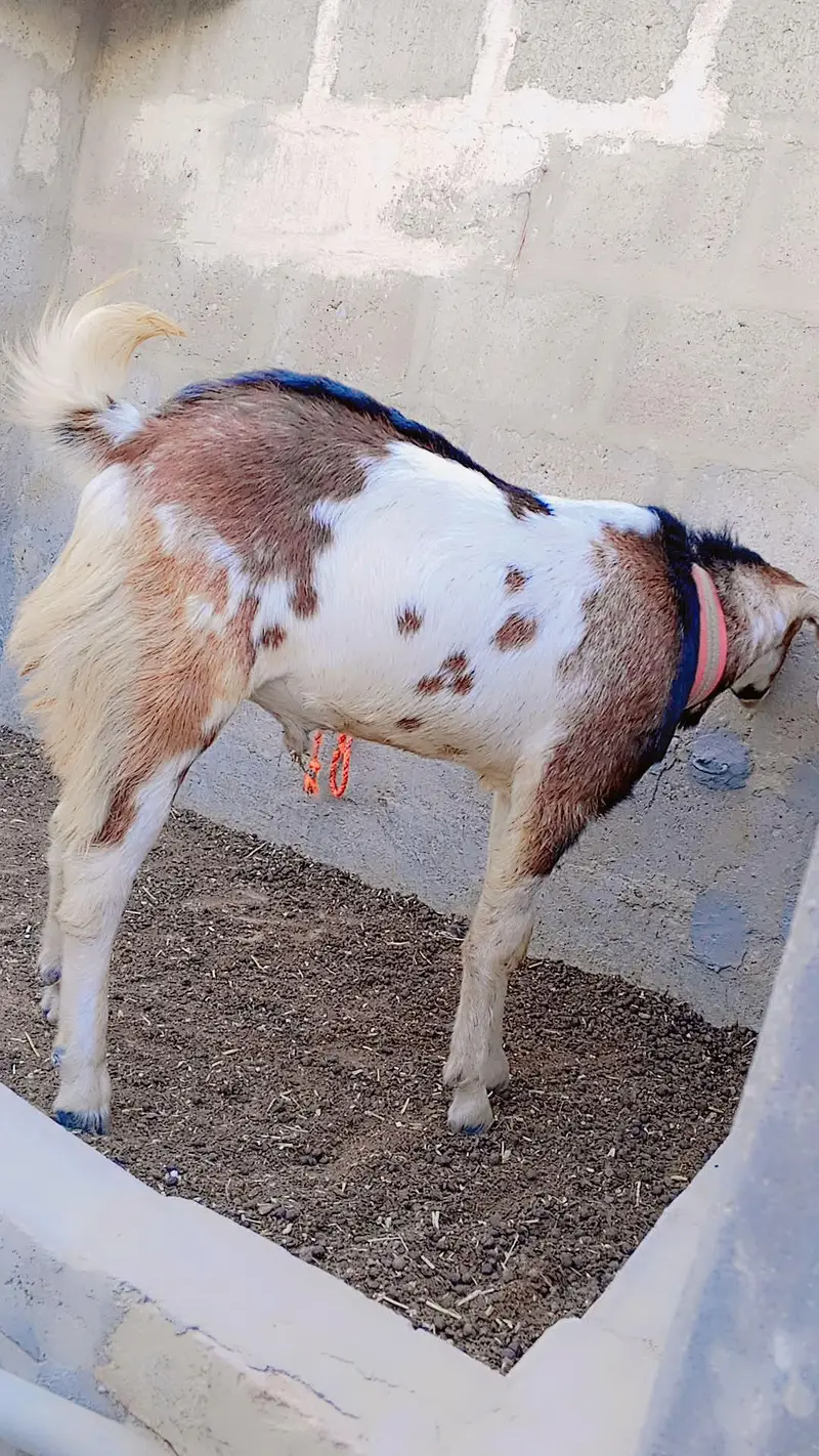 Punjab Faisalabadi Breeder For Sell: 0334-3769578. — photo 7