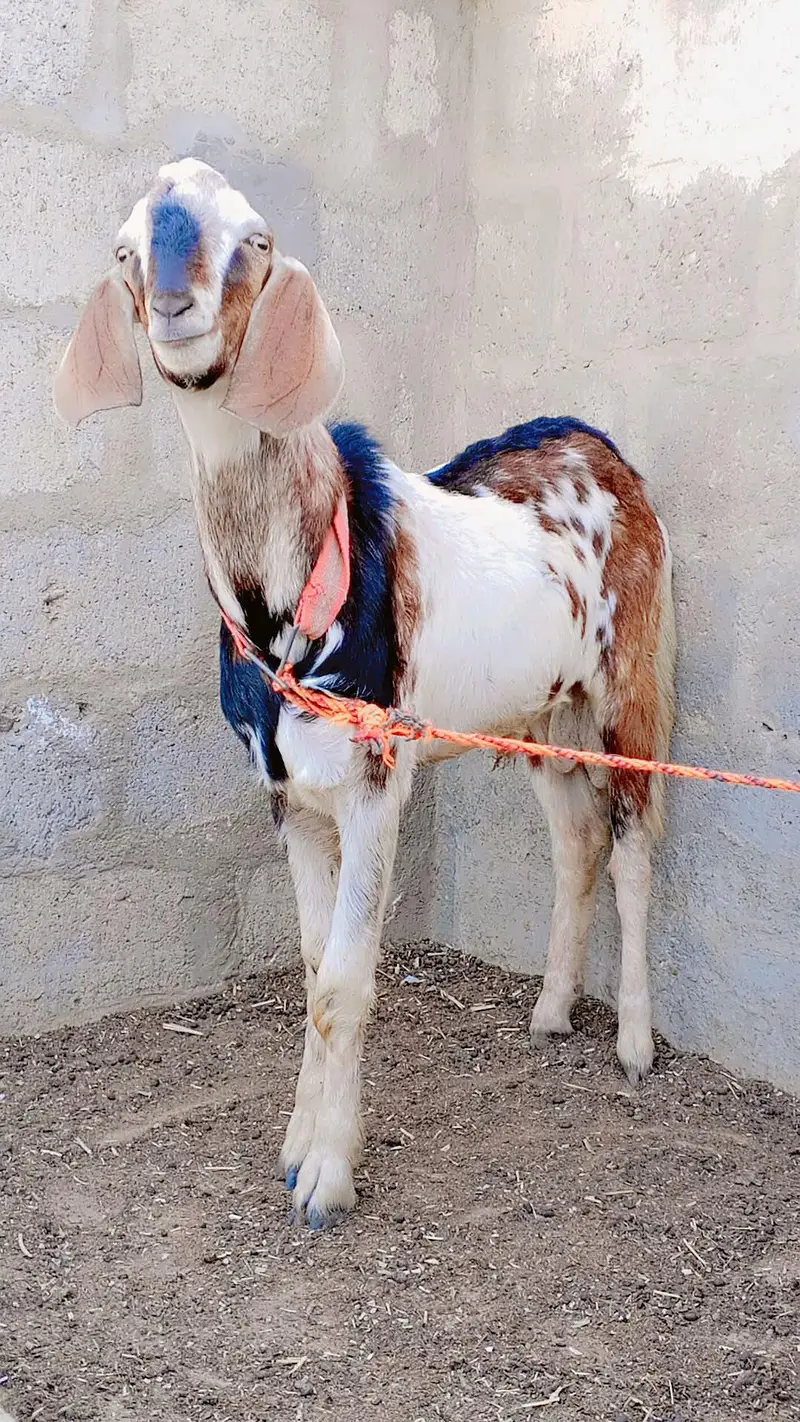 Punjab Faisalabadi Breeder For Sell: 0334-3769578. — photo 8