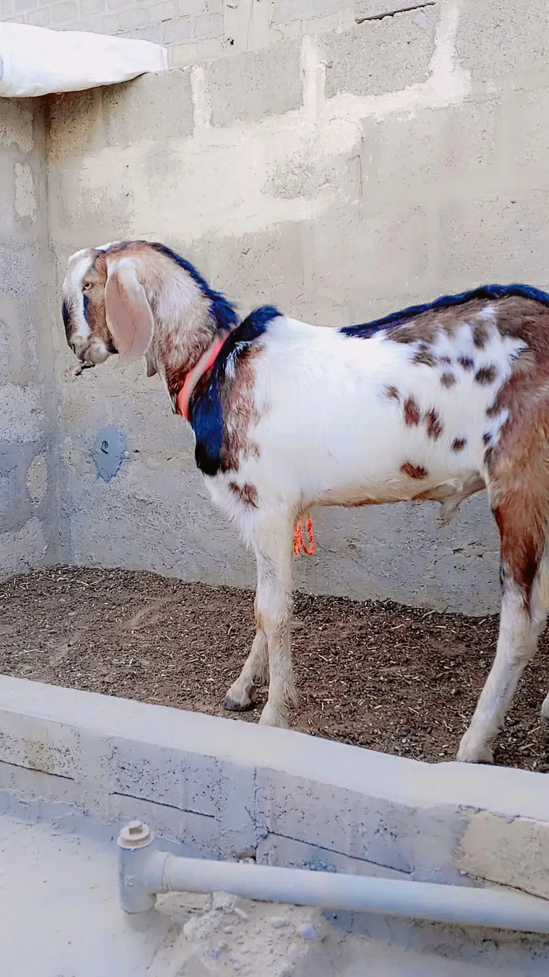 Punjab Faisalabadi Breeder For Sell: 0334-3769578. — photo 9