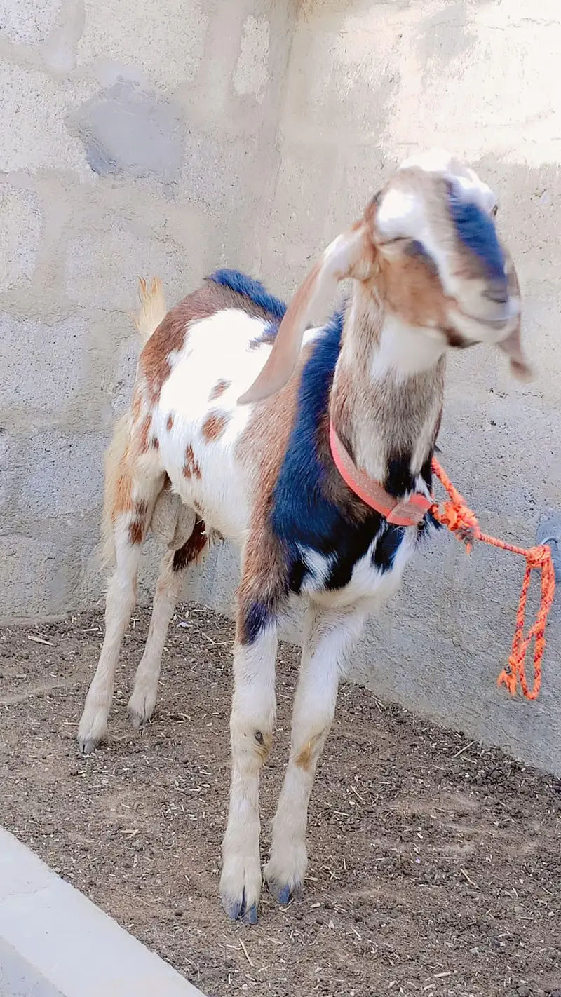 Punjab Faisalabadi Breeder For Sell: 0334-3769578. — photo 10