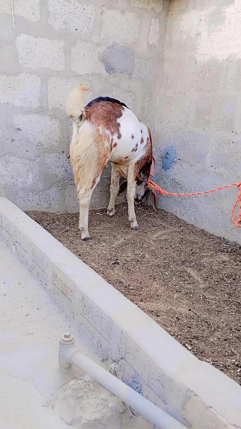 Punjab Faisalabadi Breeder For Sell: 0334-3769578. — photo 11
