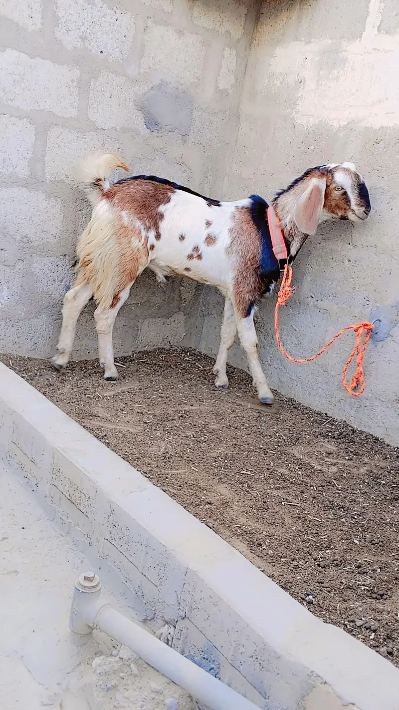Punjab Faisalabadi Breeder For Sell: 0334-3769578. — photo 12
