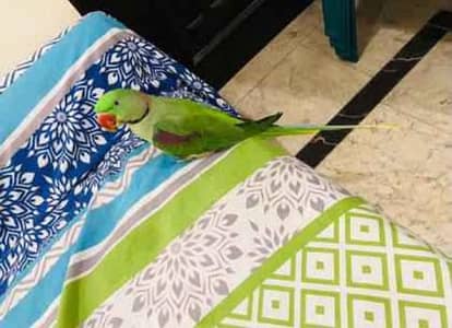 Kashmir Raw parrot hand tam