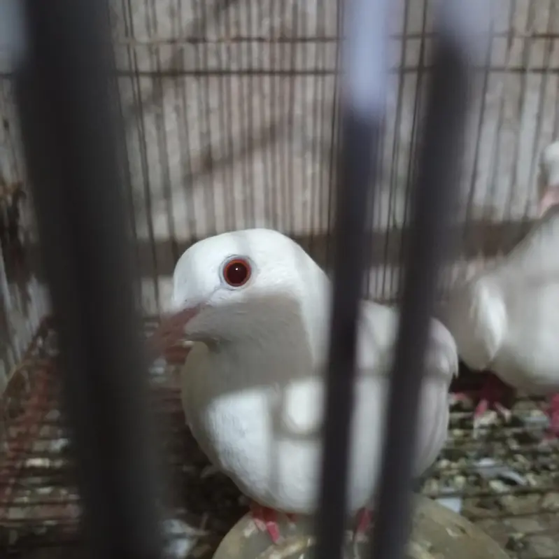 Budgie — photo 9