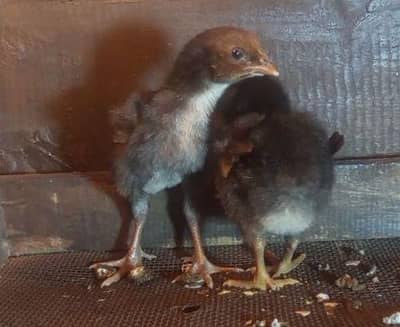High Quality Aseel chicks for sale 03001670783