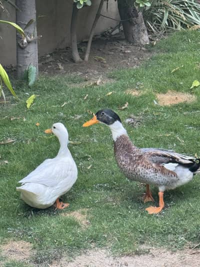 2 Pairs of Healthy Ducks available