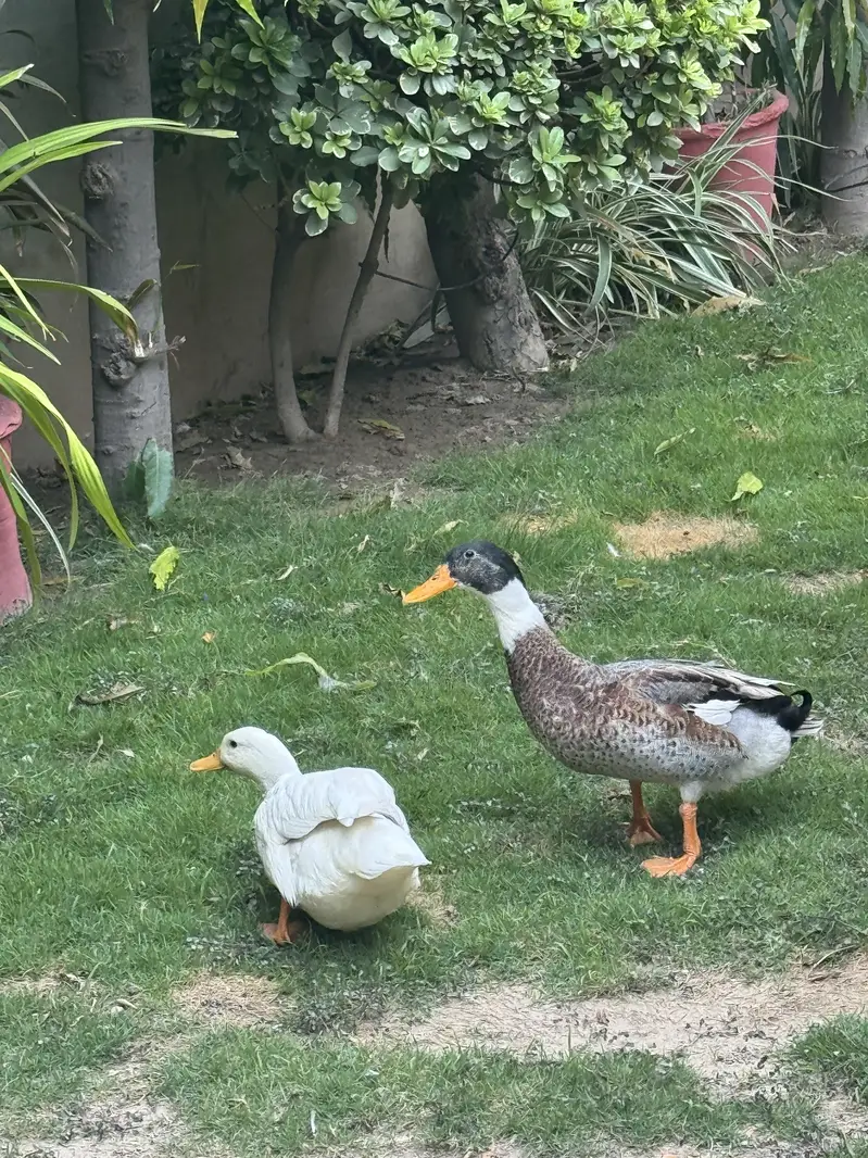 2 Pairs of Healthy Ducks available — photo 2