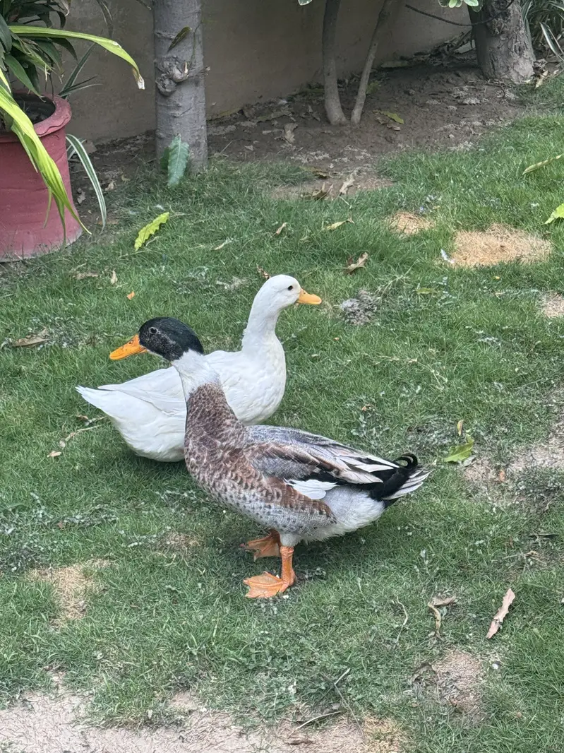 2 Pairs of Healthy Ducks available — photo 3