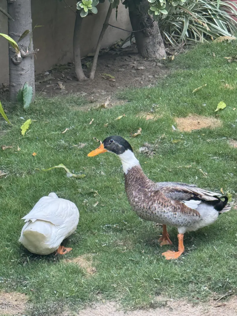 2 Pairs of Healthy Ducks available — photo 4