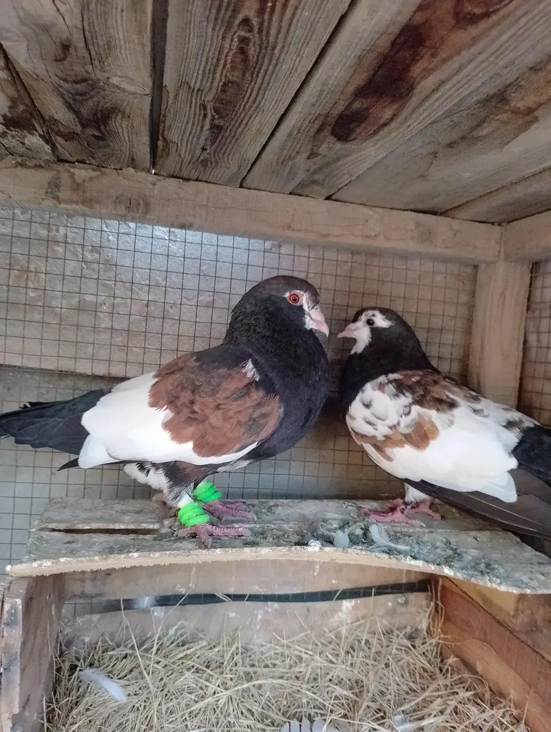 kala khal aur chira and kasad — photo 6