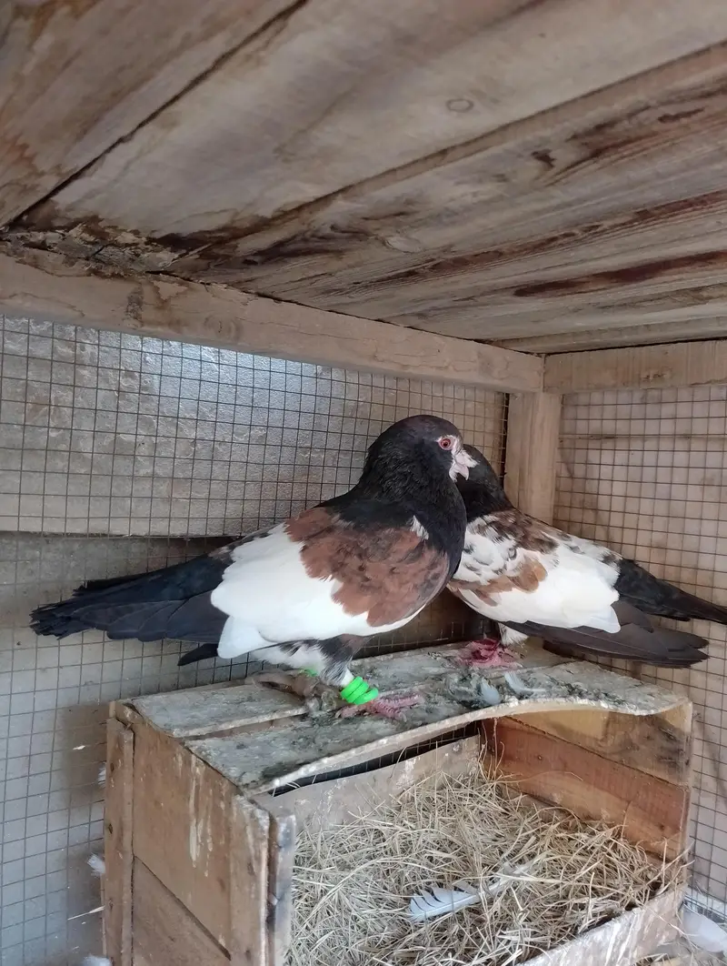 kala khal aur chira and kasad — photo 7