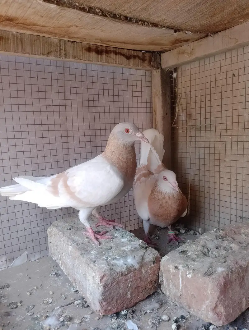 kala khal aur chira and kasad — photo 9
