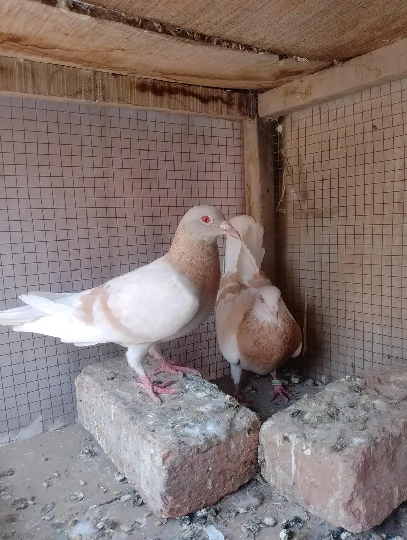kala khal aur chira and kasad — photo 10
