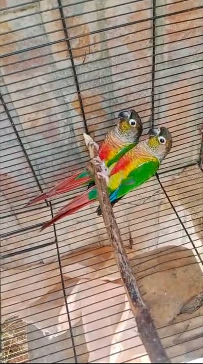2female splet red high fector full breeder piece 03000767449