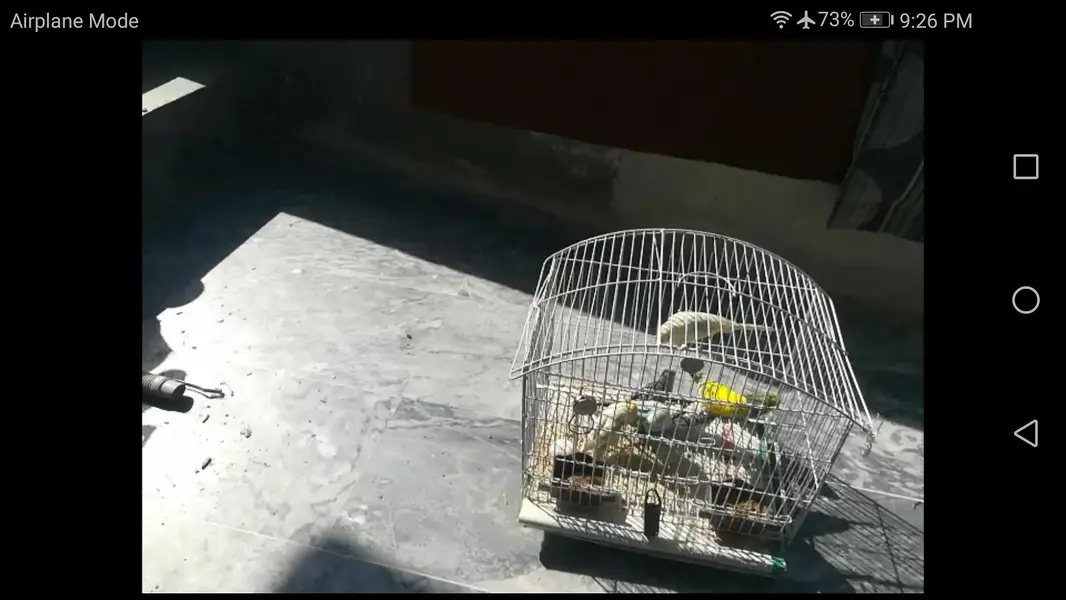 cages — photo 2