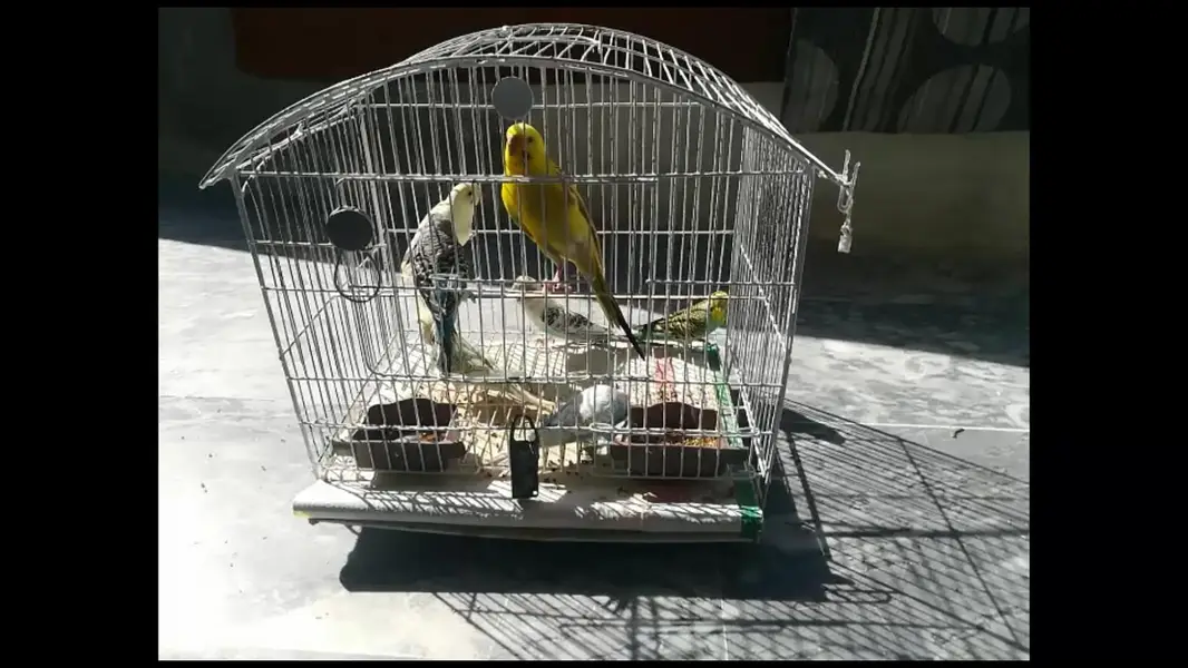 cages — photo 4