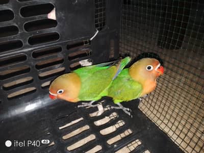 Beautiful Green Peach-Faced Lovebirds Pair – 2 Months Old