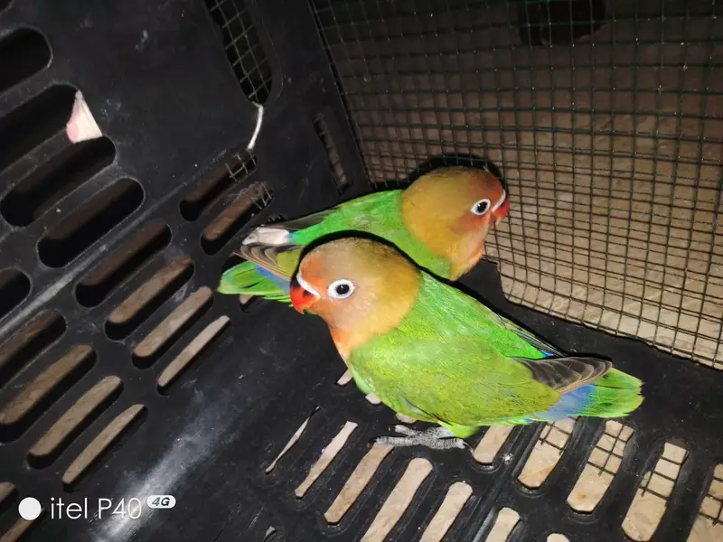 Beautiful Green Peach-Faced Lovebirds Pair – 2 Months Old — photo 2
