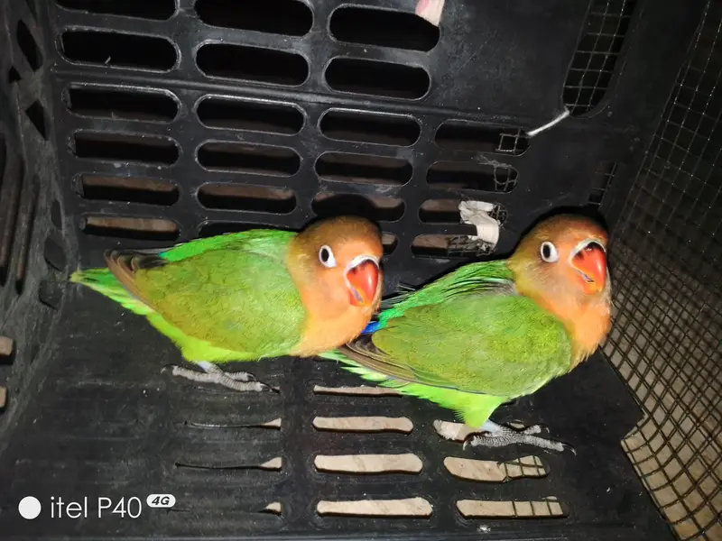Beautiful Green Peach-Faced Lovebirds Pair – 2 Months Old — photo 3