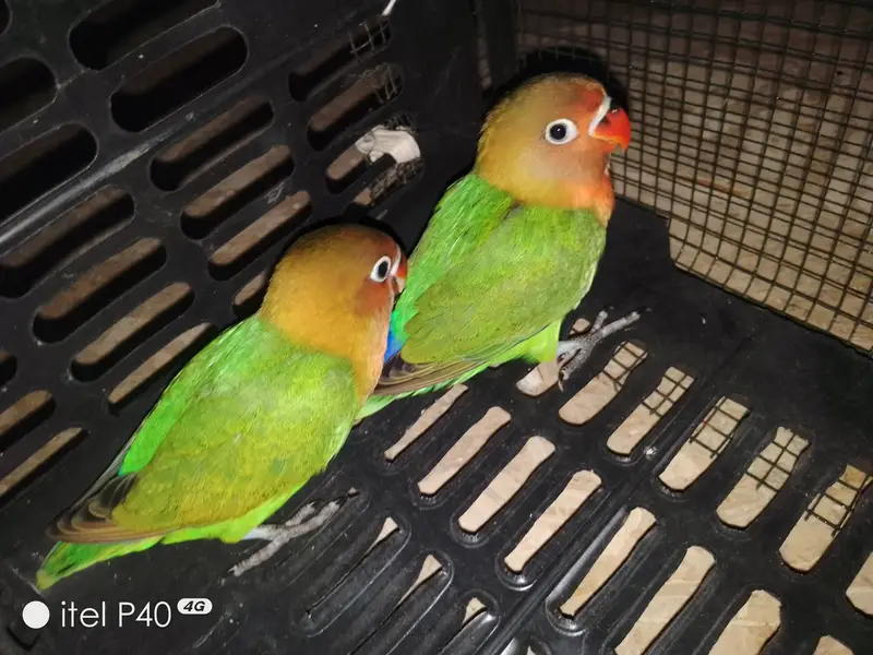 Beautiful Green Peach-Faced Lovebirds Pair – 2 Months Old — photo 4