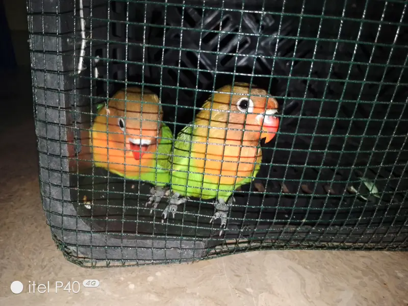 Beautiful Green Peach-Faced Lovebirds Pair – 2 Months Old — photo 5