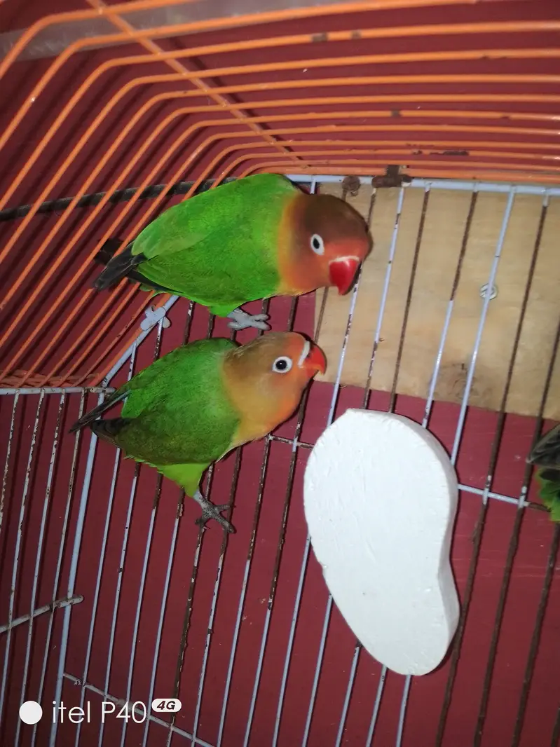 Beautiful Green Peach-Faced Lovebirds Pair – 2 Months Old — photo 6
